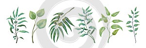 Eucalyptus plants. Greenery nature branches and foliage for scrapbook and wedding cards, nature decorative elements photo