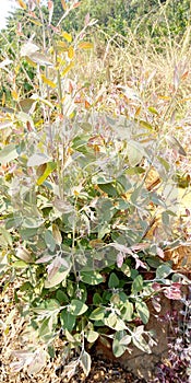 Eucalyptus plants in regeneration