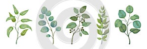 Eucalyptus plants. Rustic foliage branches and leaves for wedding invitation cards, decorative herbs collection. Vector