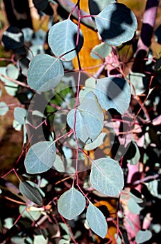 Eucalyptus polyanthemos, Red box, silver dollar gum