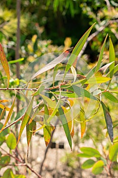 Eucalyptus Preissiana or bell fruited mallee plant in Zurich in Switzerland