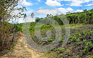 Eucalyptus production forest in Minas Gerais , Brazil.