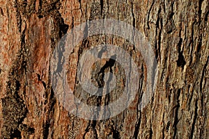 Eucalyptus tree textured background