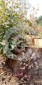 Eucalyptus regenerate in dry season photo