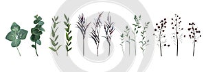 Eucalyptus seeded, blue agonis thyme, asparagus berry designer a