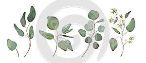 Eucalyptus seeded silver dollar tree leaves designer art, foliage, natural branches elements in watercolor rustic style set
