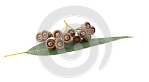 Eucalyptus seeds; photo