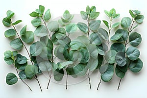 Eucalyptus Serenity: Fresh Leaves on White. Concept Nature Photoshoot, Botanical Beauty, Zen Vibes, photo