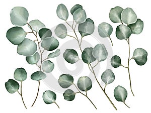 Eucalyptus set in watercolor style isolated on white background.