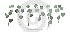 Eucalyptus silver dollar foliage natural branches with leaves