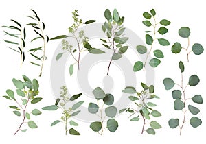 Eucalyptus silver dollar greenery, gum tree foliage natural leaves & branches designer art tropical elements set bundle photo. Ima