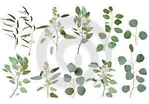 Eucalyptus silver dollar greenery, gum tree foliage natural leaves & branches designer art tropical elements set bundle photo. Ima photo