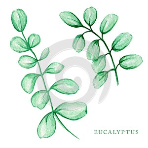 Eucalyptus silver dollar greenery, gum tree foliage natural leaves branches tropical elements set. Watercolor hand drawn