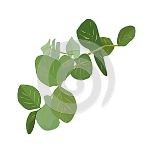 Eucalyptus silver dollar tree leaves natural branches with green leaves tropical pattern, watercolor style.
