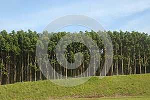 Eucalyptus species in South Africa