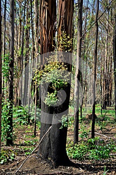 Eucalyptus leaves sprouting after forest fire