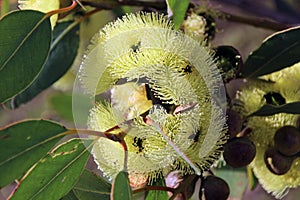 Eucalyptus Stricklandii photo