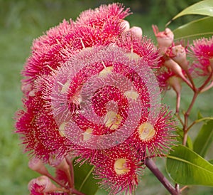 Eucalyptus summer red australian native