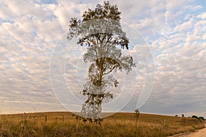 Eucalyptus and Sunrise with clouds 05