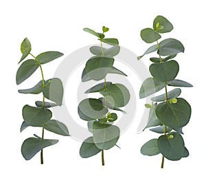 Eucalyptus three twigs with green leaves isolated on white background