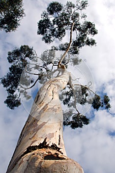 Eucalyptus Tree