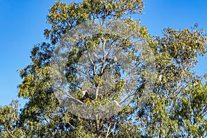 Eucalyptus tree against blue Australian sky filled with white cockatoos