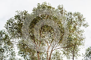 Eucalyptus tree against bright sky