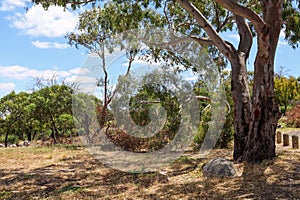 Eucalyptus tree in Australian bushland. You Yangs Regional Park.