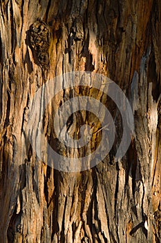 Eucalyptus Tree Bark