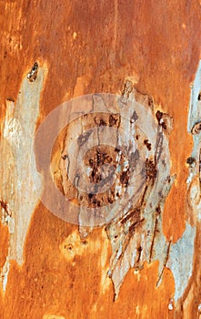 Eucalyptus tree bark background