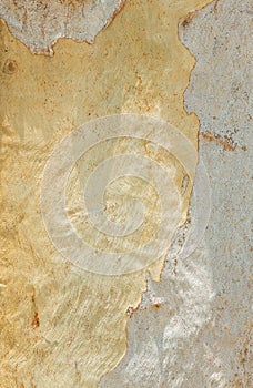 Eucalyptus tree bark