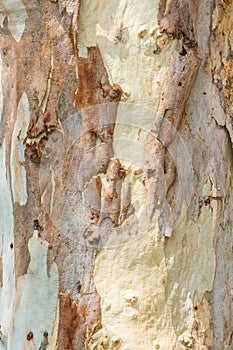 Eucalyptus tree bark