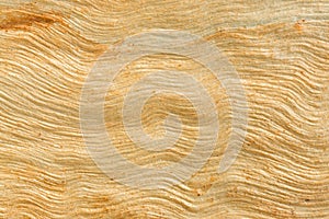 Eucalyptus tree bark