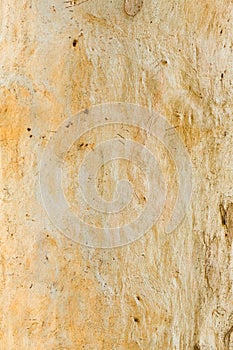 Eucalyptus tree bark