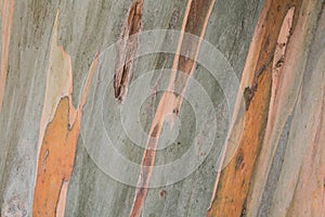 Eucalyptus tree bark close up
