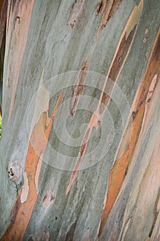 Eucalyptus tree bark close up