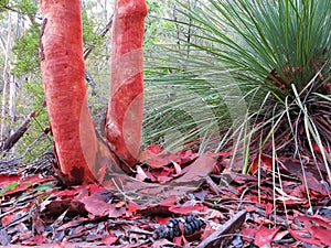 Eucalyptus tree peel on forest floor, Australian nature