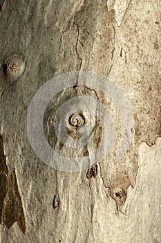 Eucalyptus tree bark