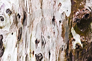 Eucalyptus tree