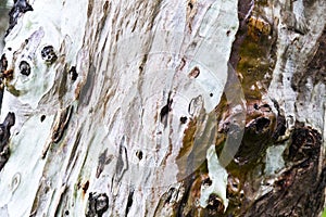 Eucalyptus tree