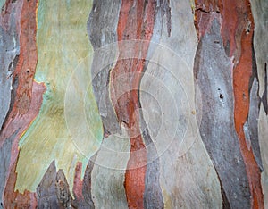 Eucalyptus tree bark texture