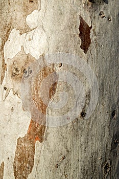 Eucalyptus tree bark