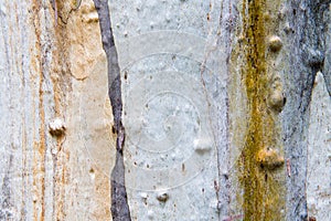 Eucalyptus tree bark texture