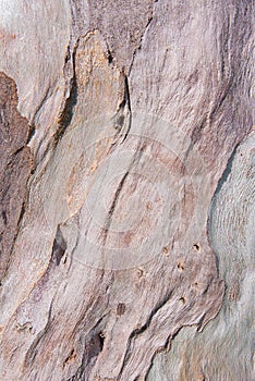 Eucalyptus tree bark texture photo