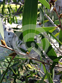 Eucalyptus Tree Branch.