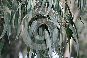 Eucalyptus tree branch with leaves and fruits