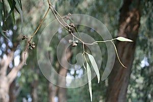 Eucalyptus tree branch with leaves and fruits