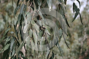 Eucalyptus tree branch with leaves and fruits