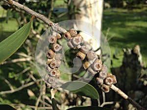 Eucalyptus Tree Branch with Seeds.
