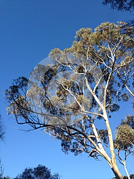 Eucalyptus tree branches with clear blue sky